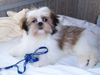 Shih Tzu Foto: Gigi beim (ID 18344) Shih Tzu Hund