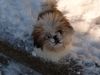 Shih Tzu Foto: Gigi mit (ID 18349) Shih Tzu Hund