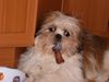Shih Tzu Foto: Zu viel gefeiert ... (ID 18978) Shih Tzu Hund