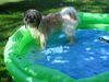 Shih Tzu Foto: Hundesommer (ID 22314) Shih Tzu Hund