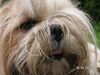 Shih Tzu Foto: speedy (ID 22161) Shih Tzu Hund