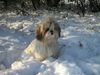 Shih Tzu Foto: Speedy (ID 6420) Shih Tzu Hund