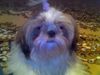 Shih Tzu Foto: hallo (ID 28258) Shih Tzu Hund