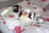 Shih Tzu Foto: Big Food & Little Food (ID 13183) Shih Tzu Hund