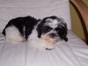 Shih Tzu Foto: mein süsser (ID 24303) Shih Tzu Hund