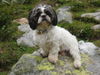 Shih Tzu Foto: Max am Berg (ID 30333) Shih Tzu Hund