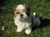 Shih Tzu Foto: Speedy (ID 3710) Shih Tzu Hund