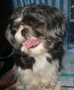 Shih Tzu Foto: ...der Hausfriseur war gerade da...Monti (ID 27772) Shih Tzu Hund