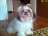 Shih Tzu Foto: hi (ID 31115) Shih Tzu Hund