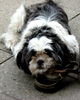 Shih Tzu Foto: Shiva (ID 33895) Shih Tzu Hund