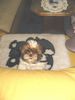 Shih Tzu Foto: Chico am 26.04.2003 (ID 3406) Shih Tzu Hund