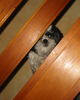 Shih Tzu Foto: shiva (ID 33090) Shih Tzu Hund