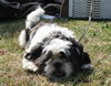 Shih Tzu Foto: shiva (ID 33091) Shih Tzu Hund