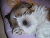 Shih Tzu Foto: Speedy (ID 3174) Shih Tzu Hund