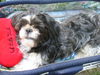 Shih Tzu Foto: ...ich liebe Dich auch...Monti (ID 27774) Shih Tzu Hund
