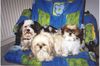 Shih Tzu Foto: Meine kleine Many (ID 22837) Shih Tzu Hund