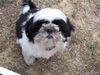 Shih Tzu Foto: Mein WIsky (ID 34910) Shih Tzu Hund