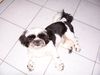 Shih Tzu Foto: wisky (ID 35828) Shih Tzu Hund