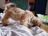 Shih Tzu Foto: Amy geschoren (ID 9991) Shih Tzu Hund