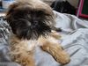 Shih Tzu Foto: Hö?? Was guckst du?? (ID 10535) Shih Tzu Hund