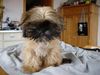 Shih Tzu Foto: Amy geschoren (ID 9992) Shih Tzu Hund