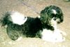 Shih Tzu Foto: Mal sehn, was heut noch so geht :o) (ID 21920) Shih Tzu Hund