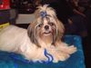 Shih Tzu Foto: Meine Hündin Angel von Melody (ID 3623) Shih Tzu Hund