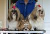Shih Tzu Foto: Shih Tzu's im Alltags-Look (ID 15100) Shih Tzu Hund