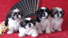 Shih Tzu Hund