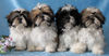 Shih Tzu Hund