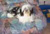 Shih Tzu Foto: unser Big Food (ID 13102) Shih Tzu Hund