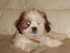 Shih Tzu Foto: bin ich nicht süß?!? (ID 33770) Shih Tzu Hund