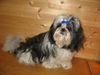 Shih Tzu Foto: It´s my life von Ping-ting-shan ( Jaina ) (ID 32414) Shih Tzu Hund