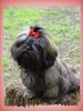 Shih Tzu Foto: Unser Shih-Tzu Naomie-brindle (ID 4504) Shih Tzu Hund