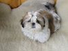 Shih Tzu Foto: ist was? (ID 27606) Shih Tzu Hund