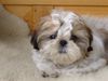Shih Tzu Foto: Hallo (ID 27072) Shih Tzu Hund