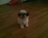 Shih Tzu Foto: Hallo ich bin die Stella (ID 26663) Shih Tzu Hund