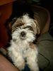 Shih Tzu Foto: Bin ich nicht süß? (ID 10162) Shih Tzu Hund