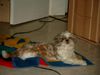 Shih Tzu Foto: Gemütlich auf der Dcke (ID 10165) Shih Tzu Hund