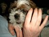 Shih Tzu Foto: lecker lecker!!! (ID 10164) Shih Tzu Hund