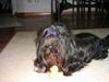 Shih Tzu Foto: Shih-Tzu vor 5 Jahren (ID 19863) Shih Tzu Hund