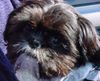 Shih Tzu Foto: buzz (ID 2348) Shih Tzu Hund