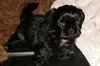 Shih Tzu Foto: Süßer Shih-Tzu Rüde Calimero als Baby... (ID 29685) Shih Tzu Hund