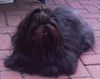 Shih Tzu Foto: Shih-Tzu (ID 34901) Shih Tzu Hund