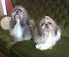 Shih Tzu Foto: Meine Beiden Herzensbrecher (ID 46224) Shih Tzu Hund