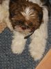 Shih Tzu Foto: CHICO geb. 25.01.2003 (ID 3405) Shih Tzu Hund
