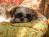 Shih Tzu Foto: Unser Chico beim Sonnenbad (ID 32967) Shih Tzu Hund