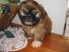 Shih Tzu Foto: Unser NIKO geb.24.5.2006 Franz u. Renate MATTL (ID 32966) Shih Tzu Hund