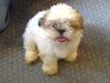 Shih Tzu Foto: da bin ich noch ganz jung ja ja (ID 26785) Shih Tzu Hund