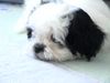 Shih Tzu Foto: unser schatz luna (ID 23132) Shih Tzu Hund